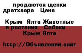 продаются щенки дратхаара › Цена ­ 15 000 - Крым, Ялта Животные и растения » Собаки   . Крым,Ялта